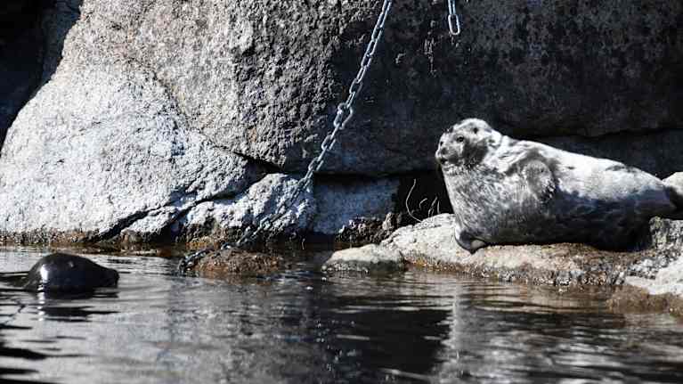 A Saimaa ringed seal looks out of the water at a cub lying on a rock.