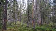 Vanhoja ja nuoria kuusipuita sammalpeitteisessä metsässä