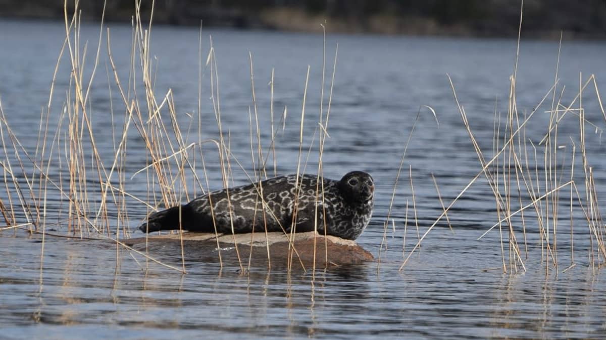 Dark grey seal with white ring patterns balances on a round rock protruding from a lake, surrounded by reeds.
