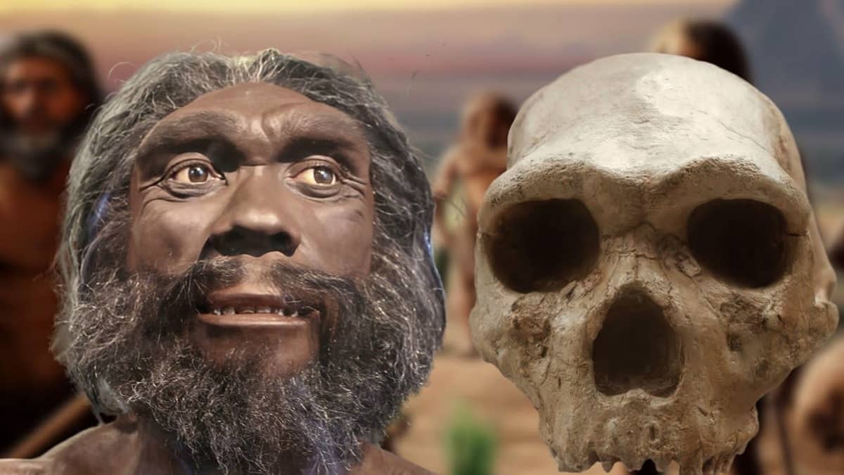 Varhaisen ihmislajin pääkallo ja sen perusteella tehty pää parrakkaasta pitkätukkaisesta miehestä. 