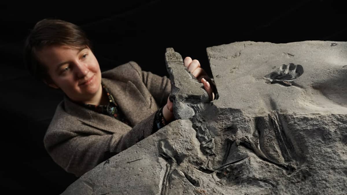 Nuori tutkija pitää kädessään pterosauruksen fossilista irronnutta kappaletta.