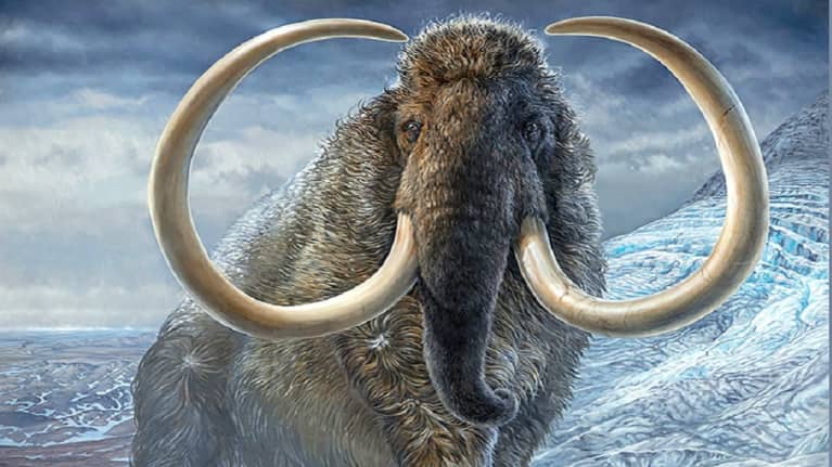 There is a picture of a large mammoth with huge tusks.