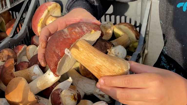 Tatti lapsen kädessä, laatikollinen tatteja.