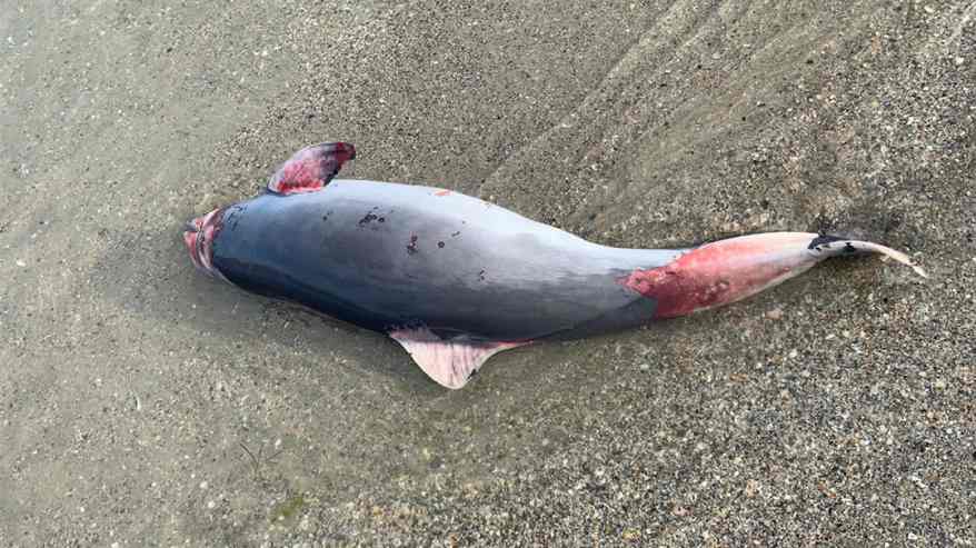 Delfiinien jäänteitä rannalla.