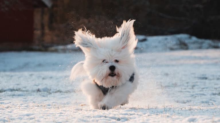 Valkoinen pieni koira juoksee turkki hulmuten ja lumi pöllyten kameraa kohti.