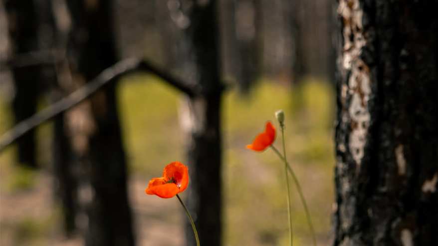 Palaneita puita, punainen kukka ja räjähteen romu metsässä.