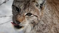 A lynx licks its lips at the Ranua Animal Park.