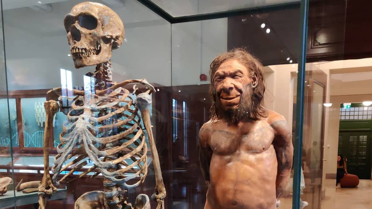 Luuranko ja sen perusteella tehty neandertalinihminen museon lasikaapissa. 