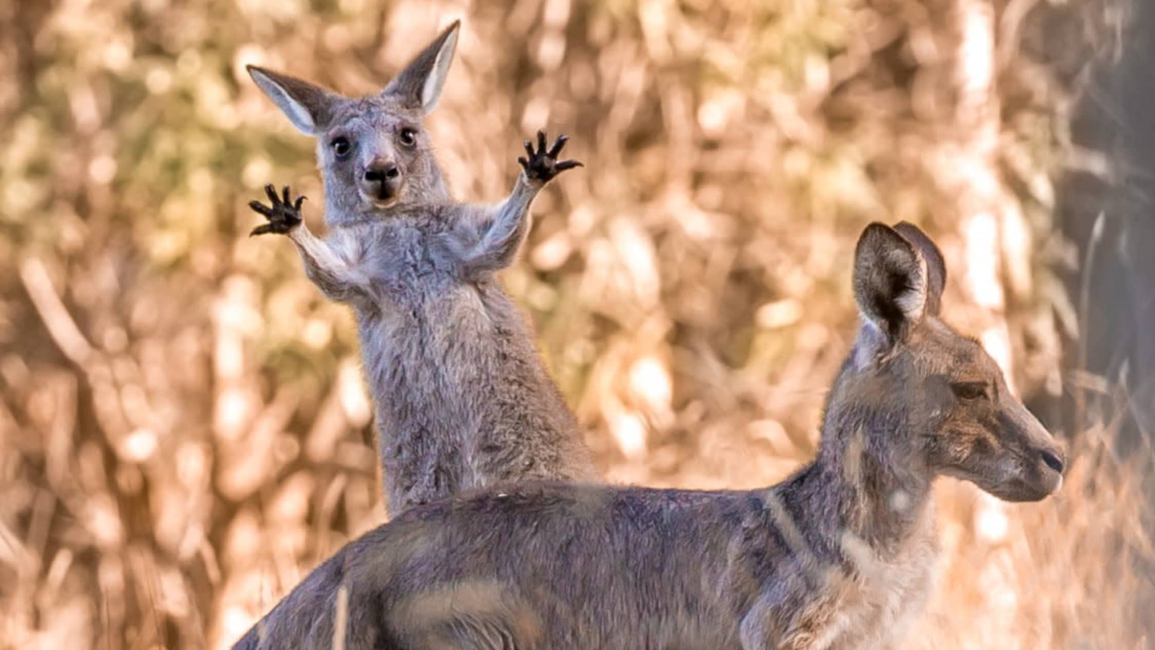 Comedy Wildlife Photography Awards kuvakilpailun kunniamaininta Boing!