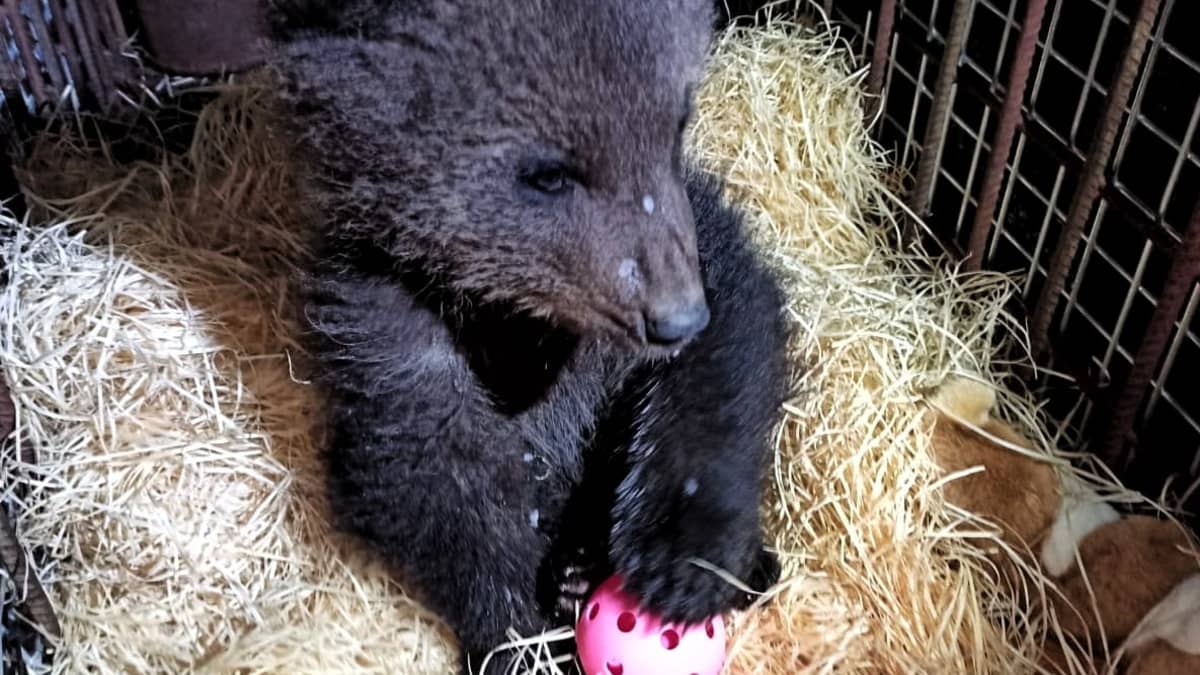 Aina karhunpentu Kuusamon suurpetokeskuksessa. Kuhmosta löytynyt orpopentu.