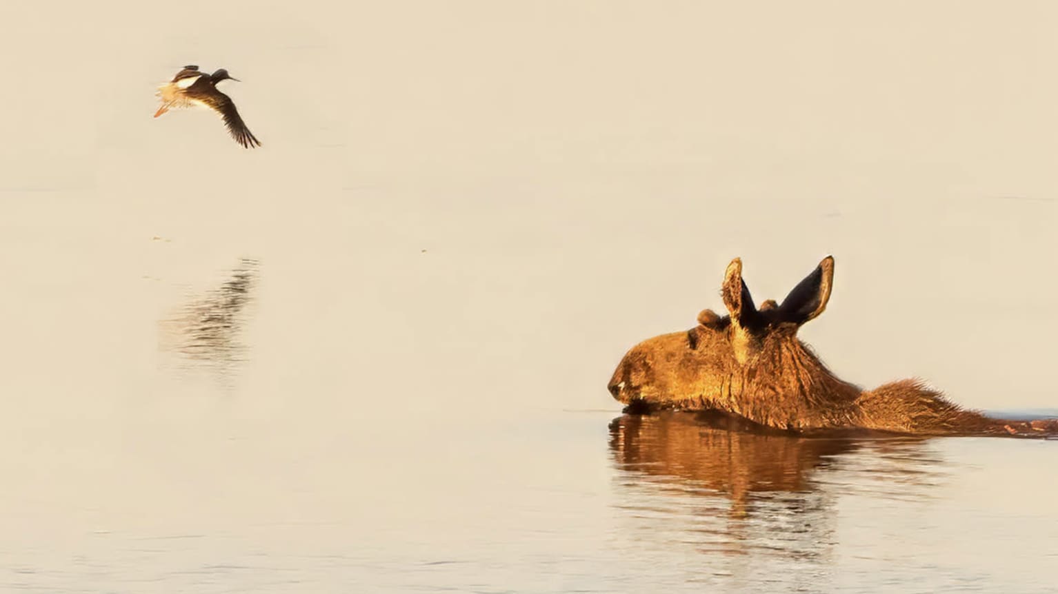 Can Elk Swim? Surprising Facts About Elk and Water