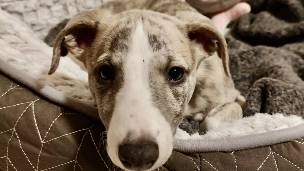 Pentuliven whippet-pentu Huima katsoo kameraan ruskeassa pedissa maaten. 