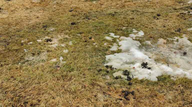 Poron ulostetta pellolla, jossa myös vähän lunta. 