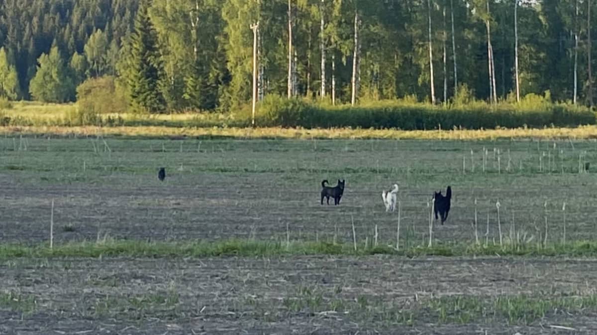 Neljä koiraa juoksee pellolla. Kuva on otettu kaukaa.
