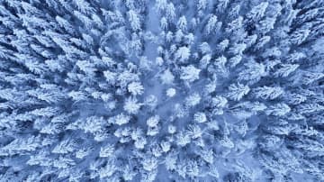 Talvinen metsä ilmasta kuvattuna. Lunta maassa sekä puissa. 