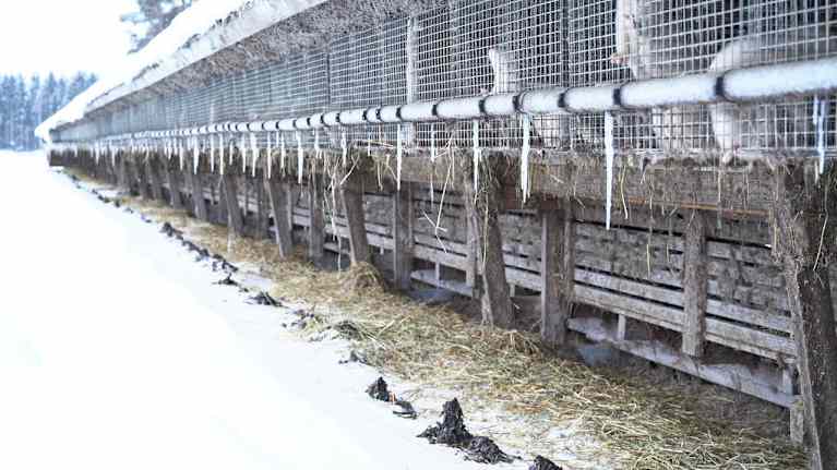 Slender, low metal and wood buildings containing cages; straw exposed outside and scattered on the ground.