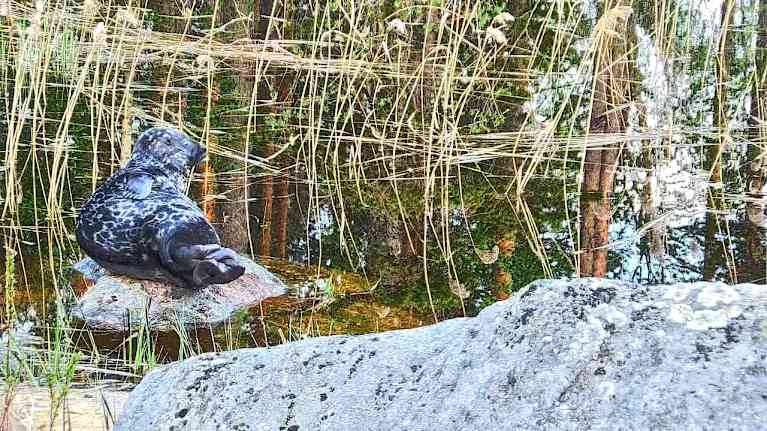 The new star performer of the spring 2024 Norppalive is the Saimaa ringed seal Nuppu. Photo: Norppalive / WWF