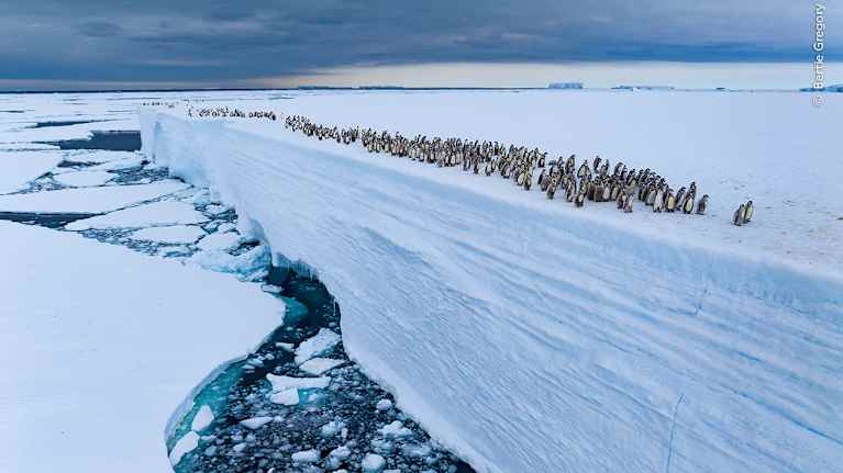 Seagull‍ flying⁤ over​ a⁤ volcano