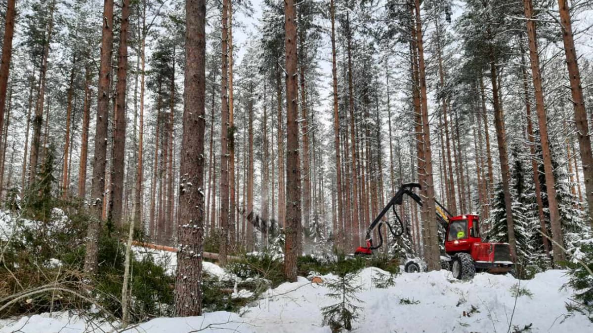 Punainen metsäkone kaataa puita korkeassa männikössä.