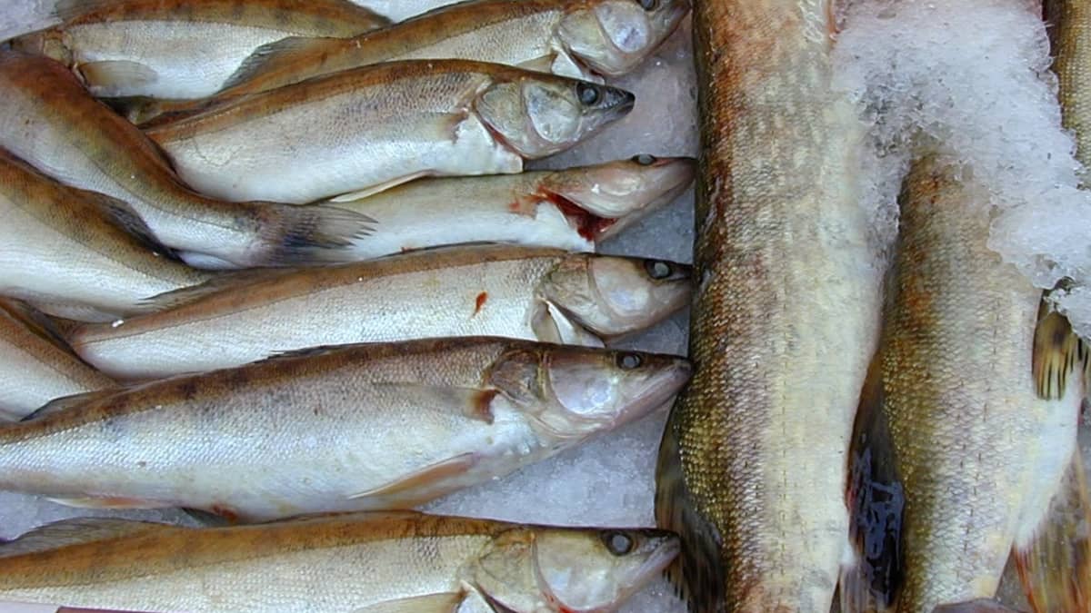 Suomalaiset syövät vuodessa kuhaa (vas.) 0,34 kilogrammaa ja haukea 0,44 kilogrammaa.