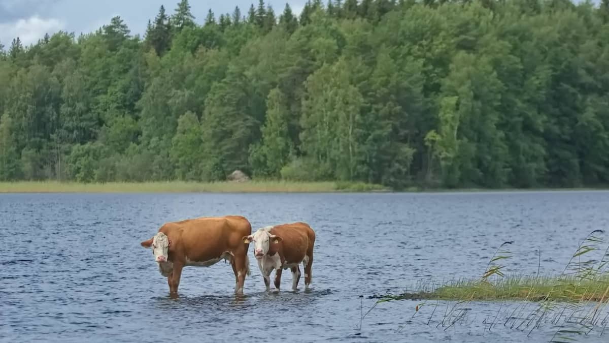 Lehmät järven rannalla. Pilvinen sää. 