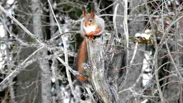 Orava harmaalla oksalla. 