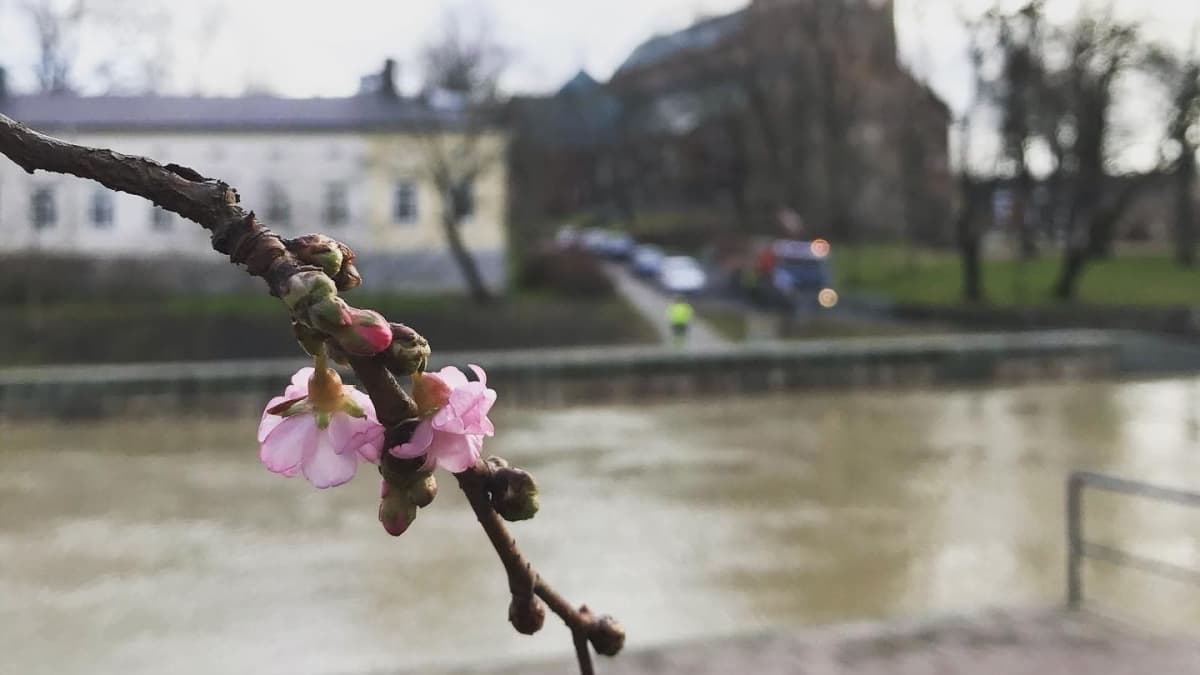 Kirsikkapuu kukkii Turun Aurajoella 17.2.2020.