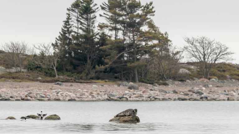 Photo shows a Baltic ringed seal lying on a rock.