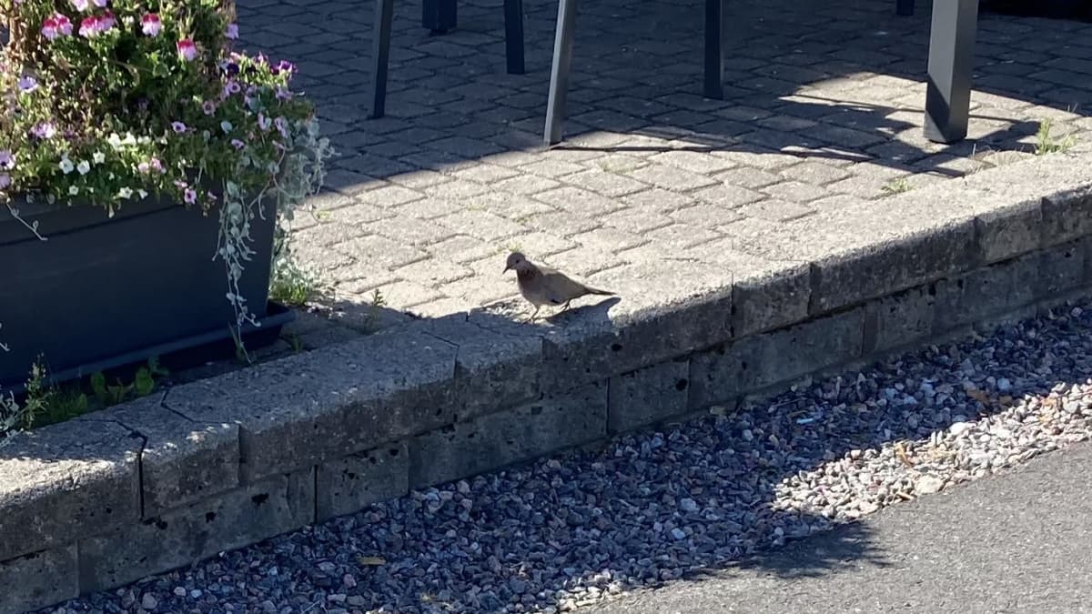 Palmukyyhkyksi epäilty lintu kävelee terassin kivetyksellä.