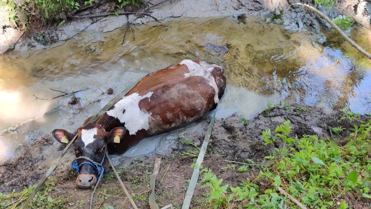 Saviseen ojaan juuttunut lehmä.