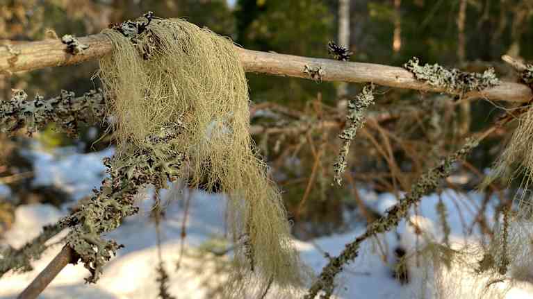 Skägglav på en trädgren. 