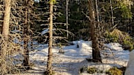 Gammal skog med mycket kvistar och mossa. 