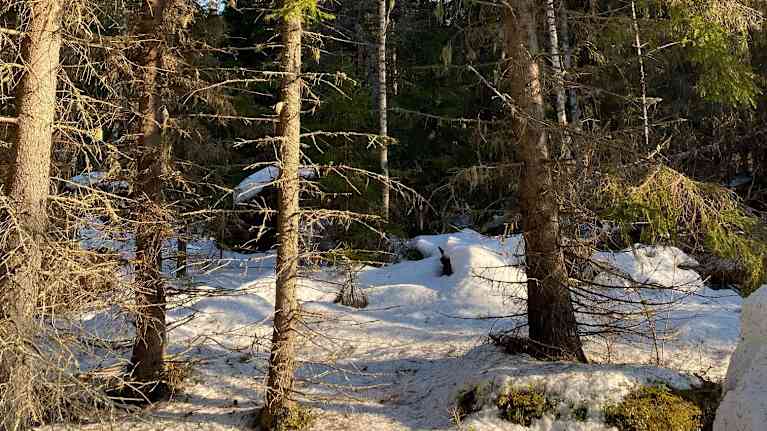Gammal skog med mycket kvistar och mossa. 