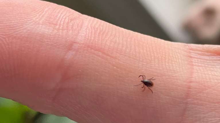 Kiinnittymätön punkki ihmisen sormella.