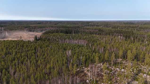 TNT-tehtaan kiirehtiminen Poriin aiheutti kaavapulman – voi vaarantaa 'koko läntisen maailman' tarvitseman tehtaan luvat