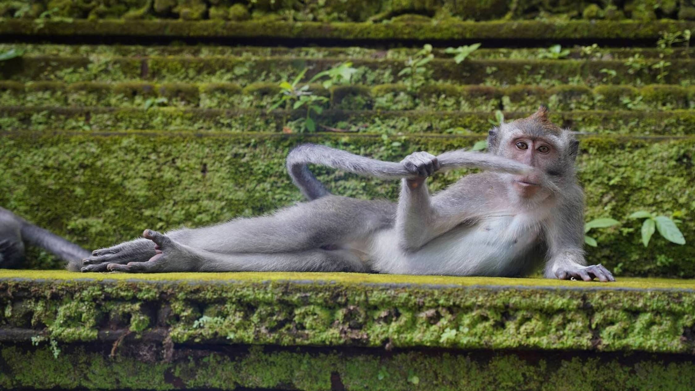 Comedy Wildlife Photography Awards kuvakilpailun kunniamaininta The Rainforest Dandy.