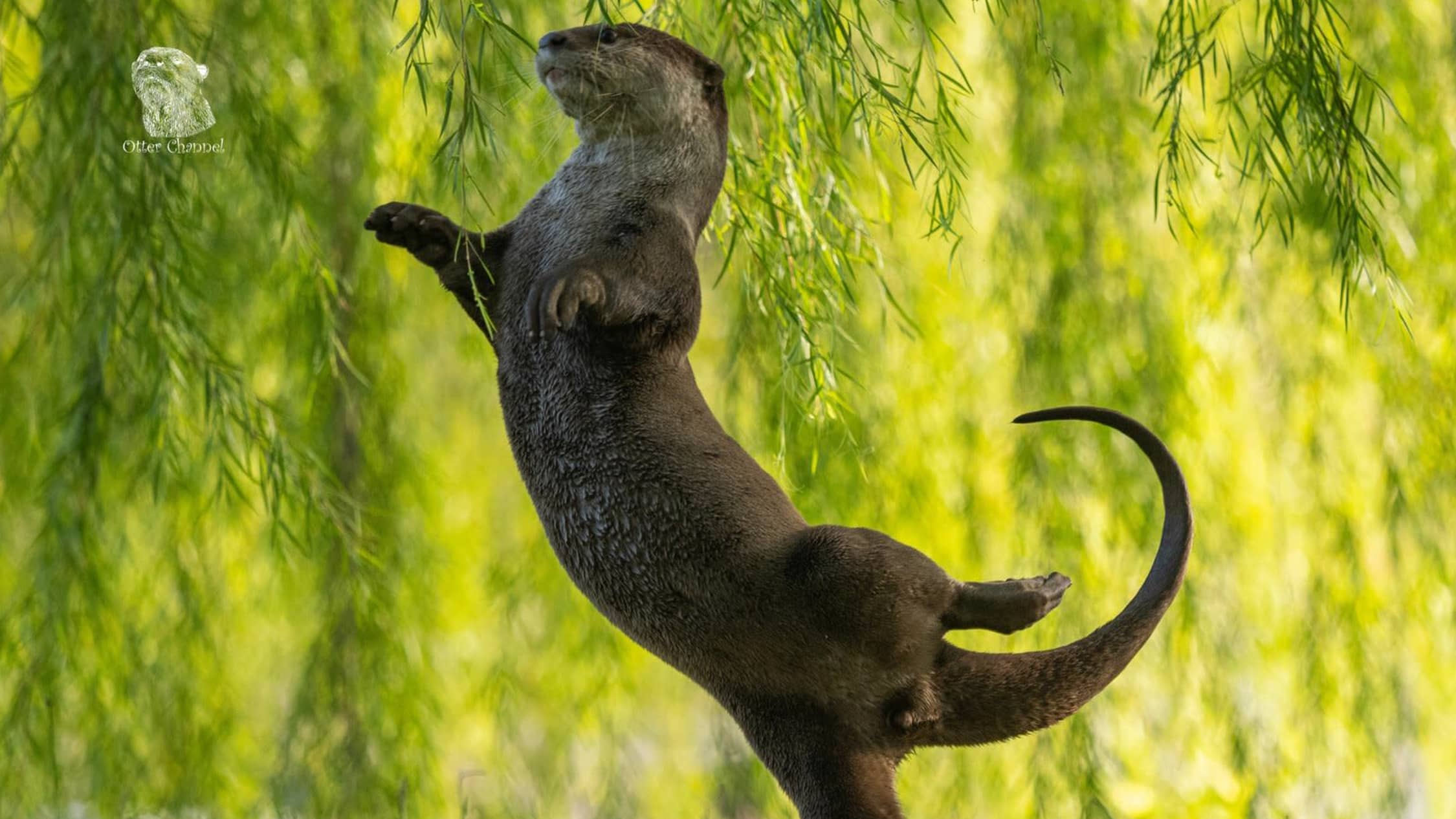 Comedy Wildlife Photography Awards kuvakilpailun kategoriavoittaja Otter Kwek.