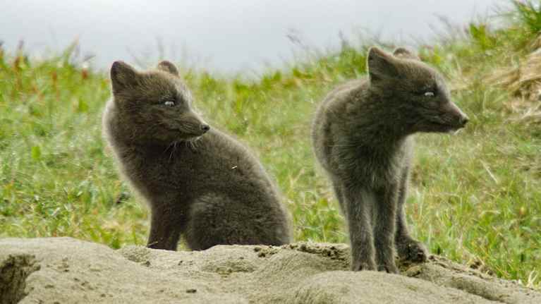 Endangered arctic fox cubs waiting for a rabbit meal.