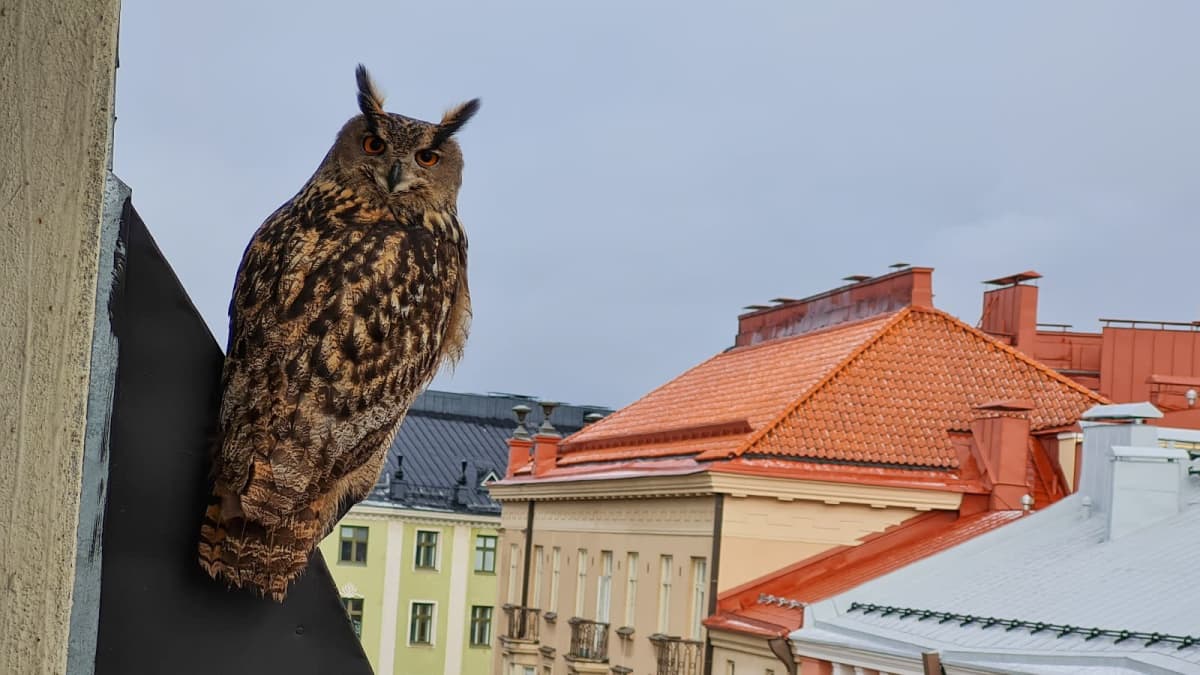 Huuhkaja istuu talon katolla Helsingin Viiskulmassa.