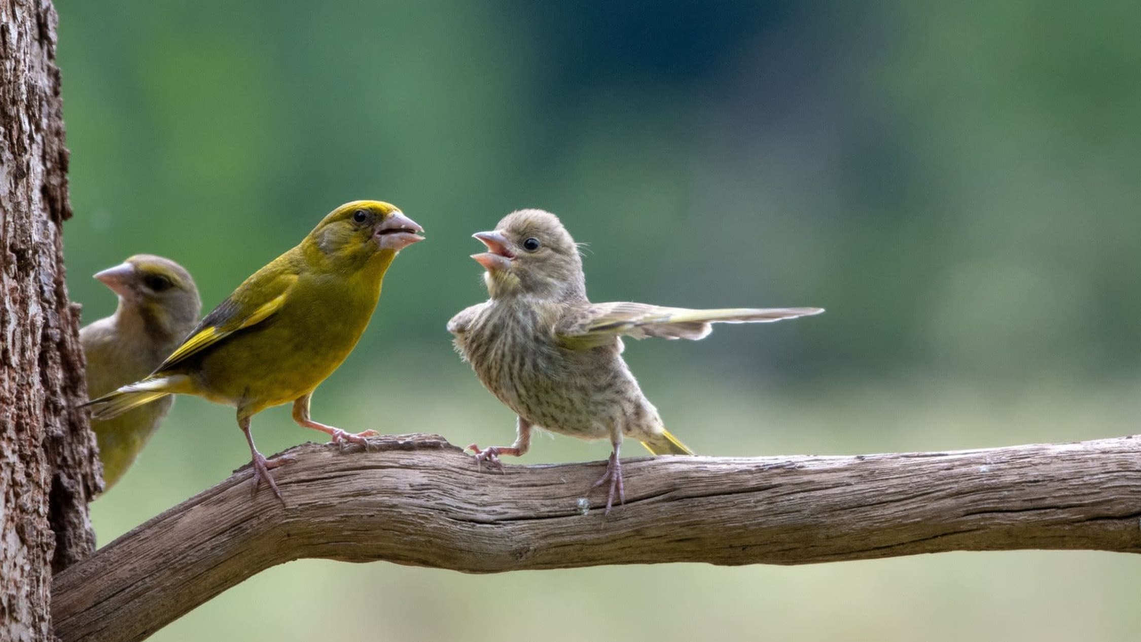 Comedy Wildlife Photography Awards kuvakilpailun kategoriavoittaja Dispute.