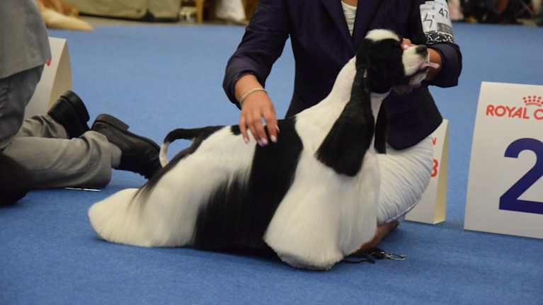 Hund på World Dog Show 2014.