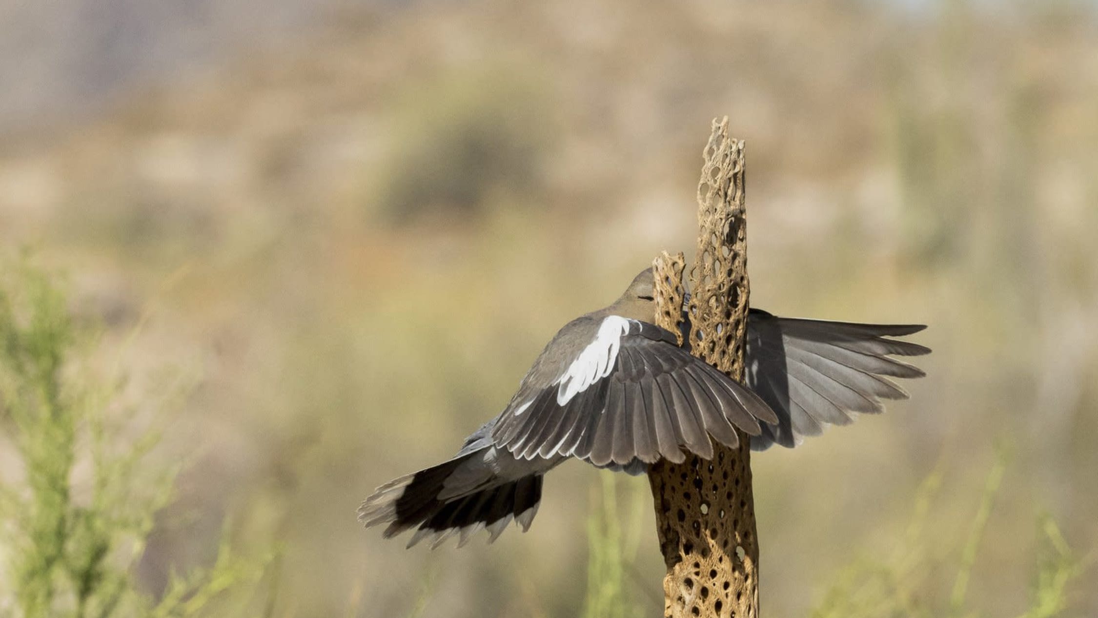 Comedy Wildlife Photography Awards kunniamaininta That wasn't here yesterday.