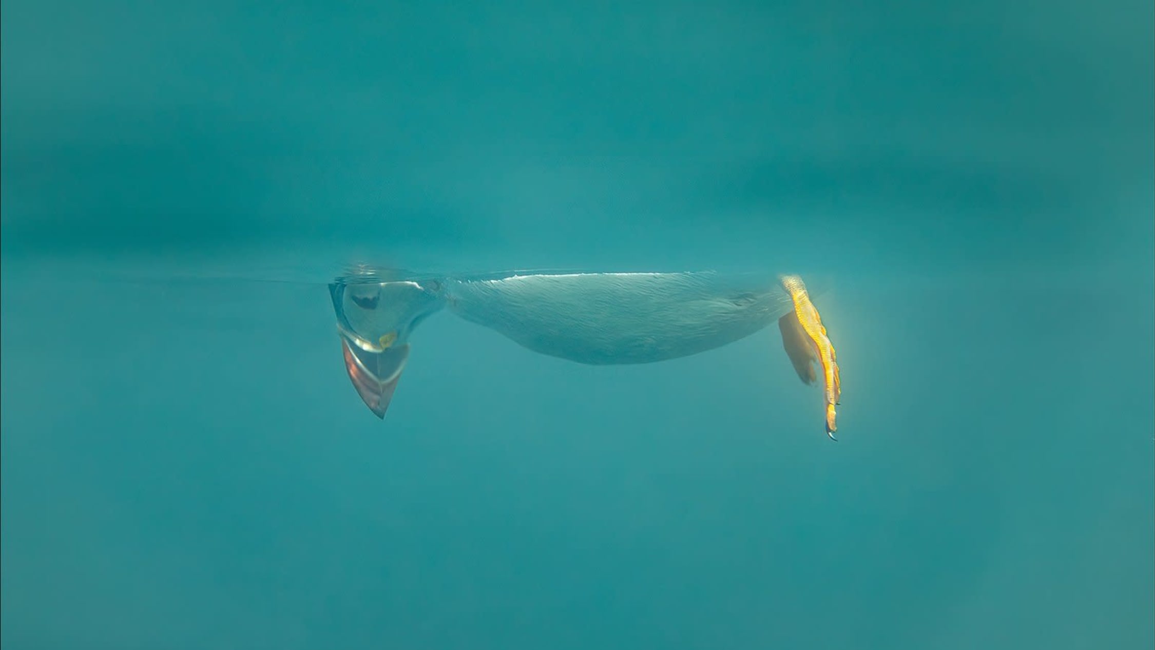 Comedy Wildlife Photography Awards kuvakilpailun kunniamaininta Don't Look Down.