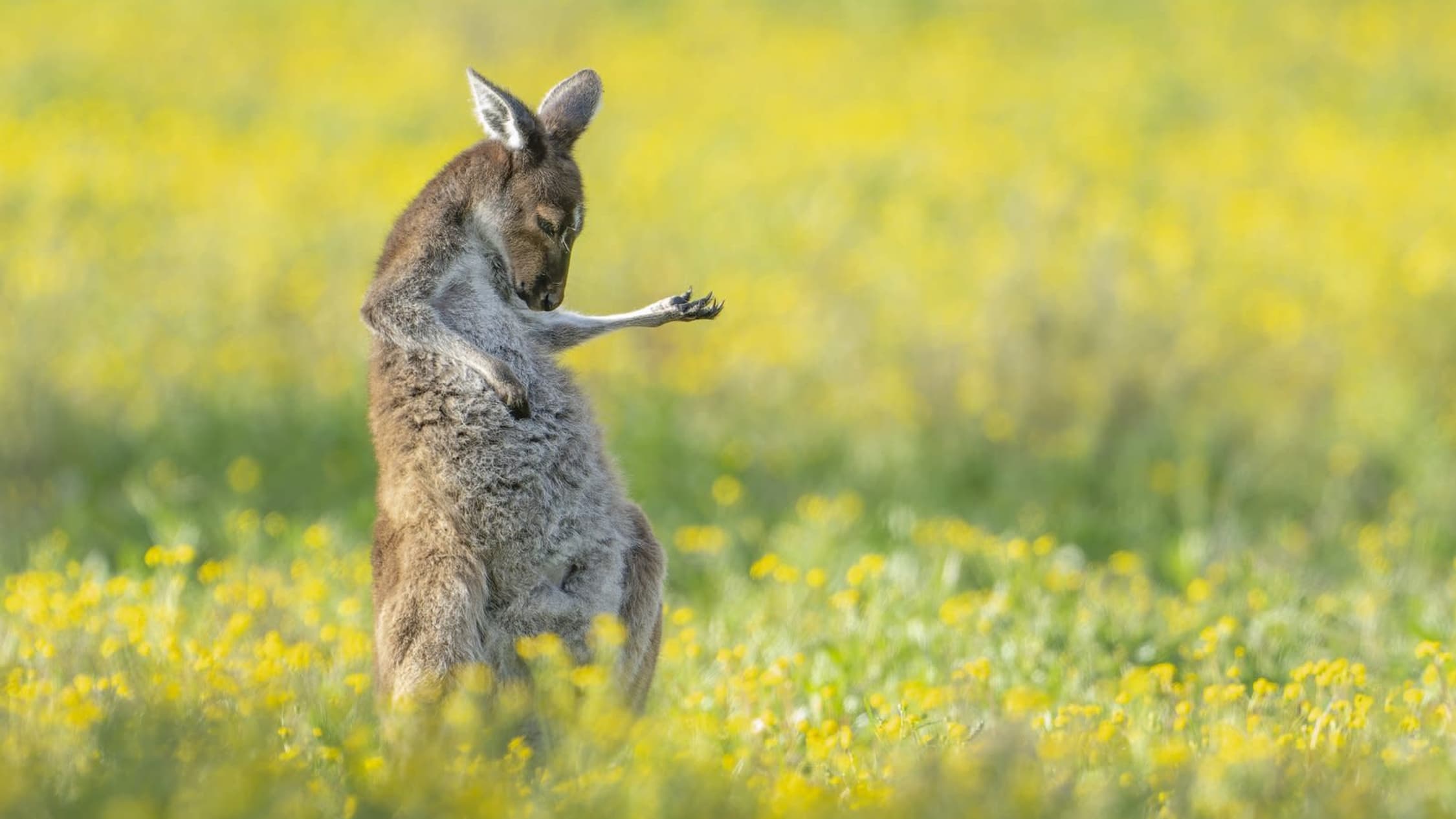 Comedy Wildlife Photography Awards kokonaisvoittaja. Air Guitar Roo.