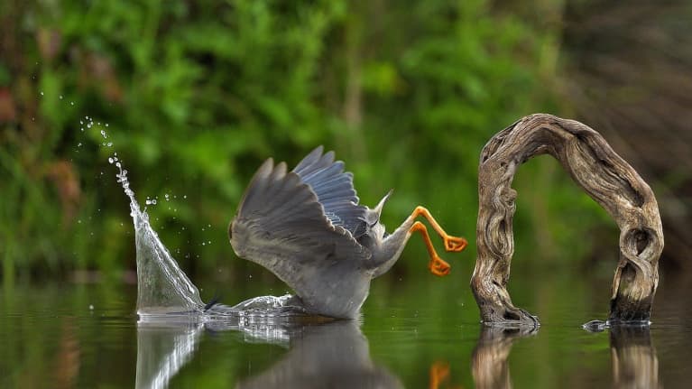 Comedy Wildlife Photography Awards kuvakilpailun kategoriavoittaja Unexpected plunge. 
