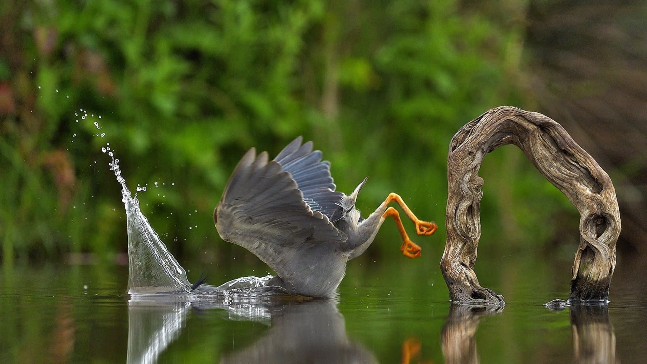 Comedy Wildlife Photography Awards kuvakilpailun kategoriavoittaja Unexpected plunge. 