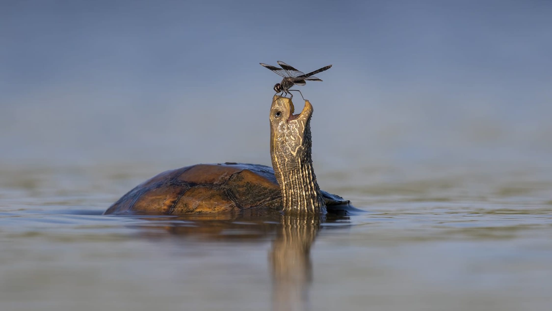 Comedy Wildlife Photography Awards kuvakilpailun kunniamaininta The Happy Turtle.