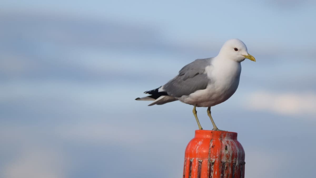 Lokki seisoo vedessä olevan väylämerkin päällä.