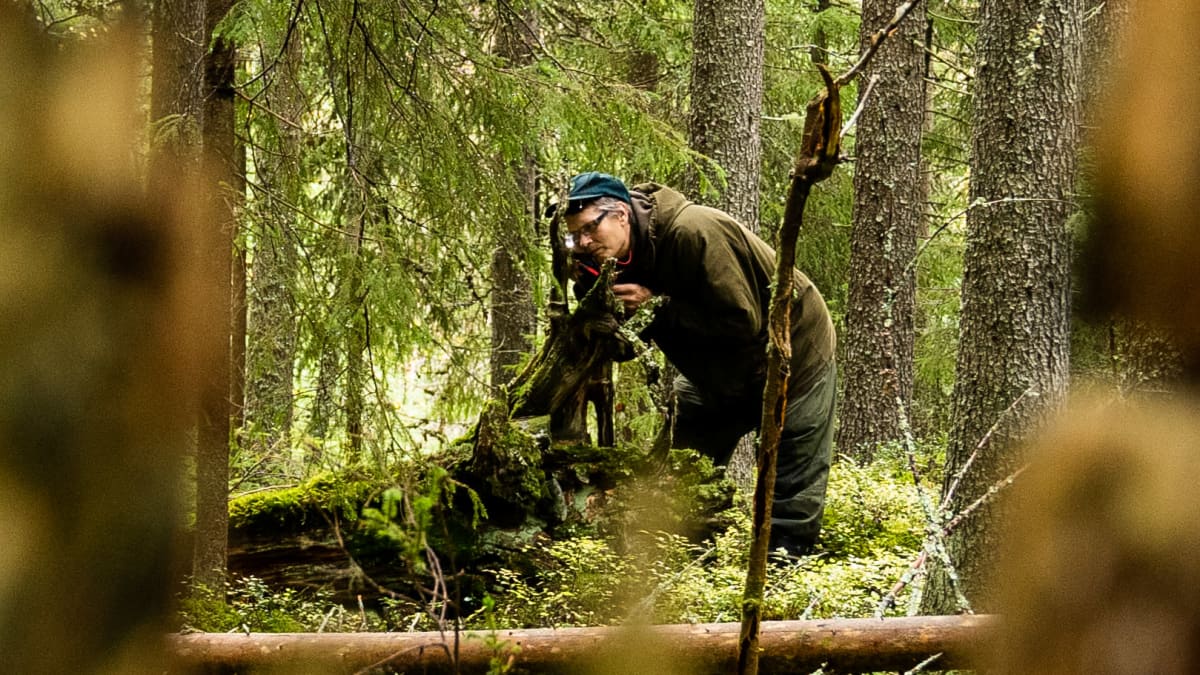 Biologi Risto Sulkava tekee tutkimustyötä metsässä