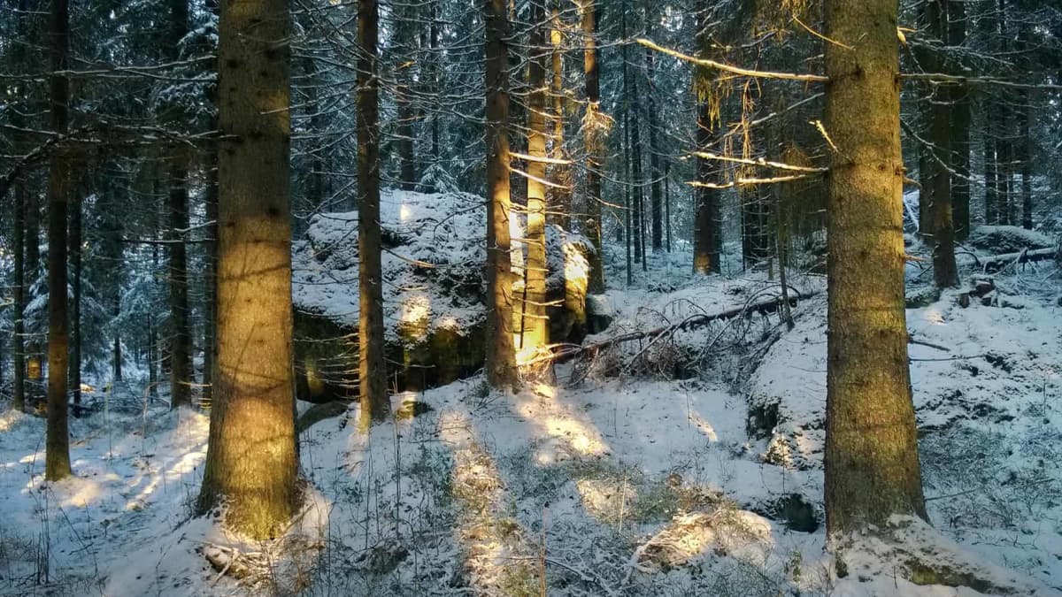 Paksurunkoisia kuusia kuvattuna talvisessa, tummanpuhuvassa suomalaismetsässä. Maassa on hieman lunta, ja puiden raoista paistaa kevyesti aurinko.